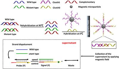 ctDNA Detection Based on DNA Clutch Probes and Strand Exchange Mechanism